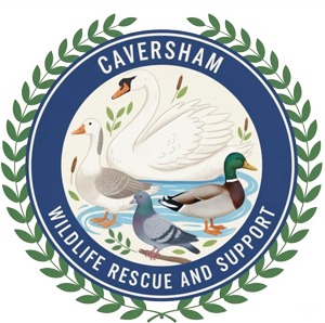 Estate Agents In Caversham | Bridges